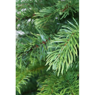 Choinka Anson 180 cm - RemiDecor.pl
